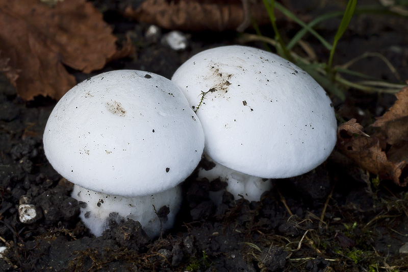 Calocybe constricta